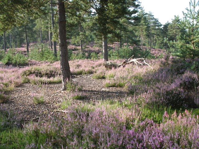 2007 08 Bois de Rochefort 15
